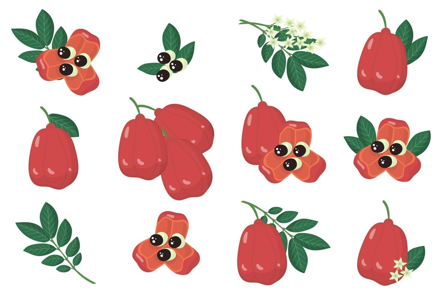 Set of illustrations with Ackee exotic fruits, flowers and leaves isolated on a white background. vector