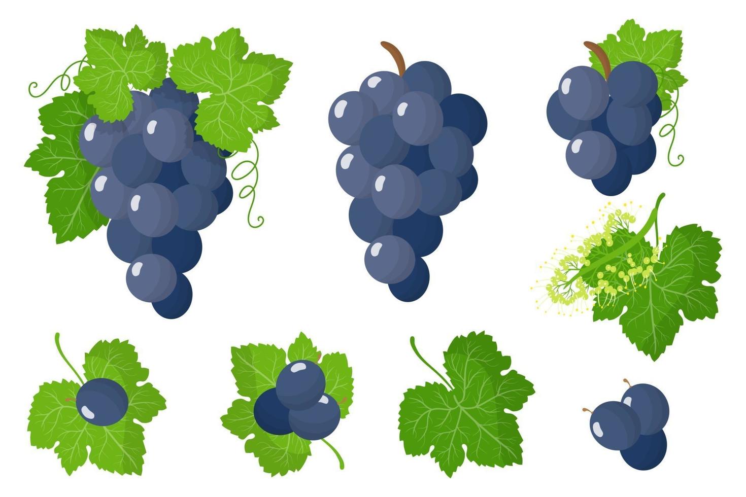 Set of illustrations with Blue grape exotic fruits, flowers and leaves isolated on a white background. vector