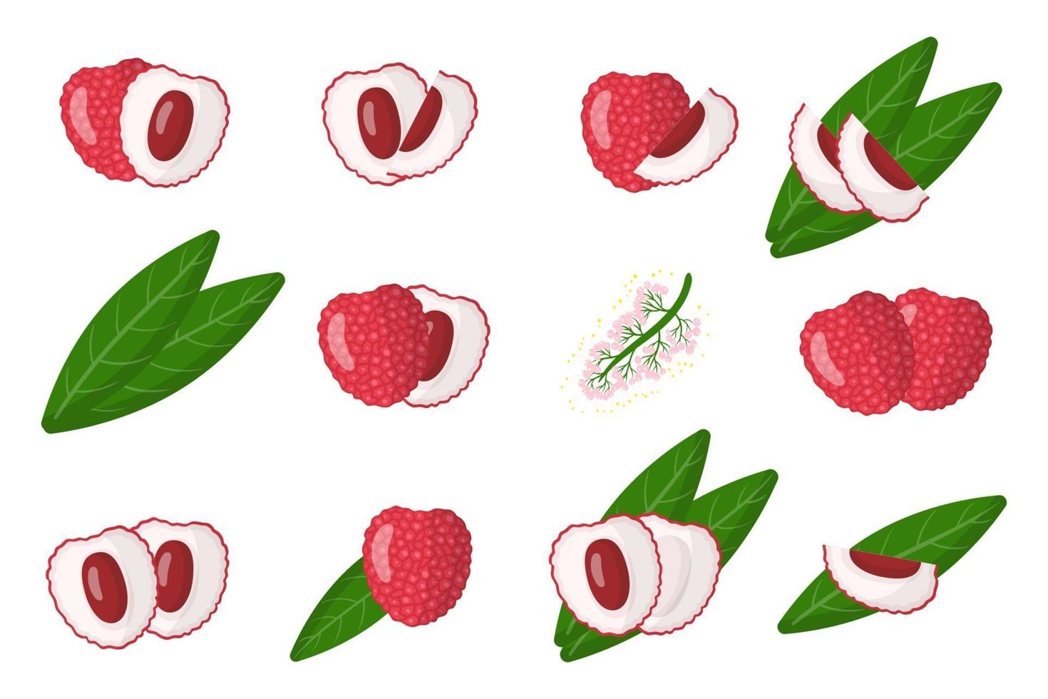 conjunto de ilustraciones con frutas exóticas de lichi, flores y hojas aisladas sobre fondo blanco. vector