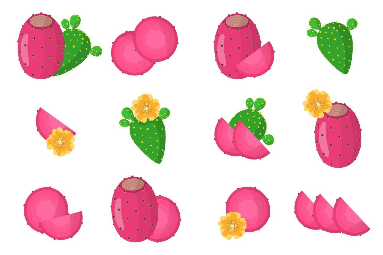 Set of illustrations with Indian figs exotic fruits, flowers and leaves isolated on a white background. vector