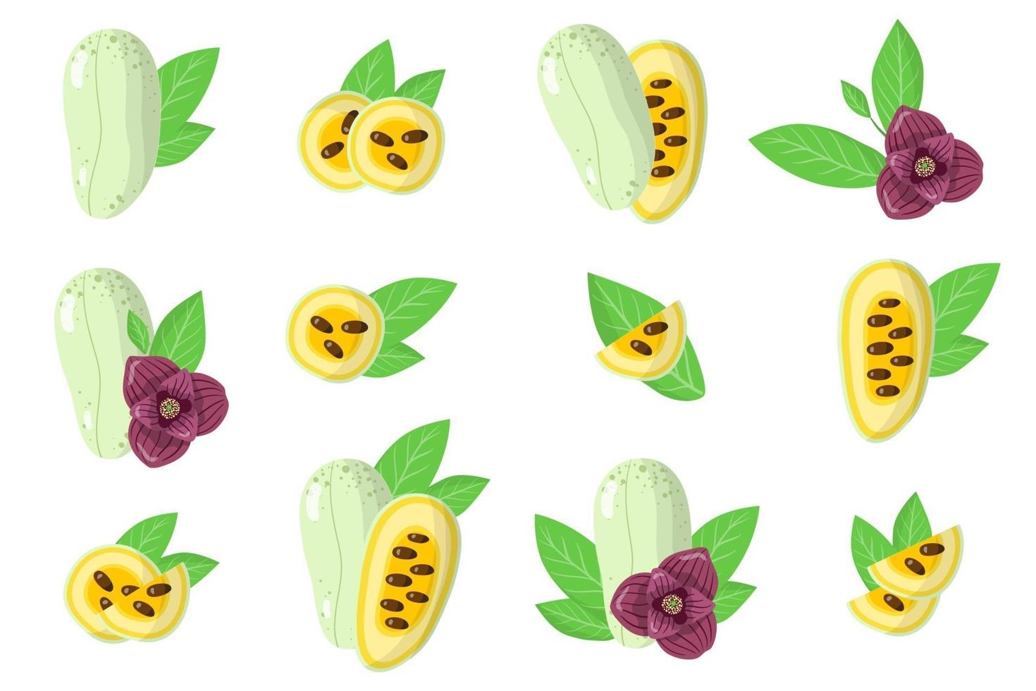 conjunto de ilustraciones con asimina frutas exóticas, flores y hojas aisladas sobre fondo blanco. vector