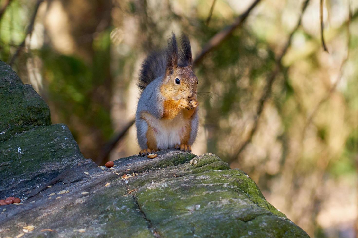 Close-up of a squirrel eating photo