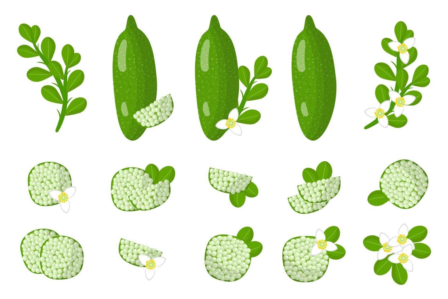 Set of illustrations with Finger lime exotic fruits, flowers and leaves isolated on a white background. vector