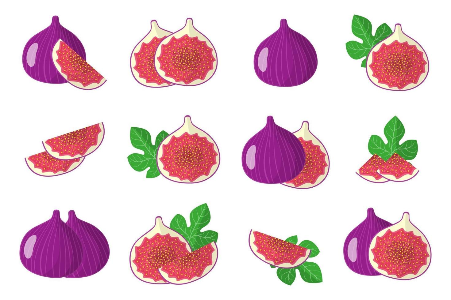 Set of illustrations with exotic fruits, flowers and leaves isolated on a white background. vector
