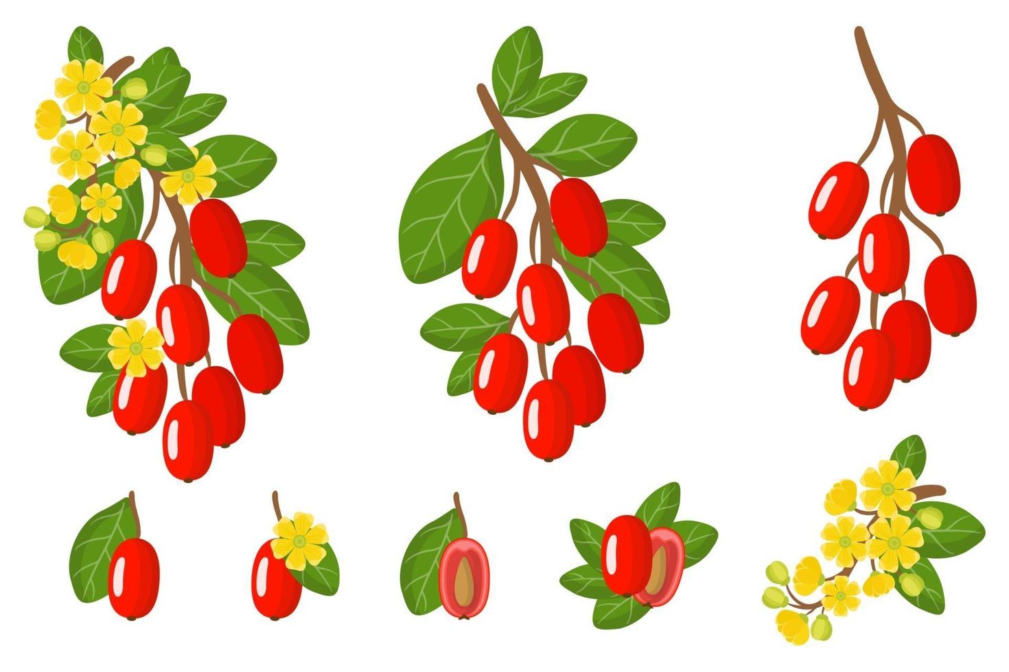 Set of illustrations with Barberry exotic fruits, flowers and leaves isolated on a white background. vector