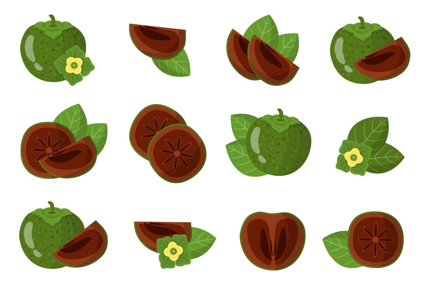 Set of illustrations with Black sapote exotic fruits, flowers and leaves isolated on a white background. vector