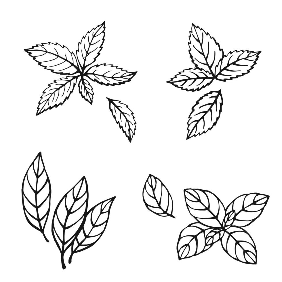 Hand drawn mint, bay leaves, green basil, red basil. Design elements isolated on white. Cooking icons. Vector illustration