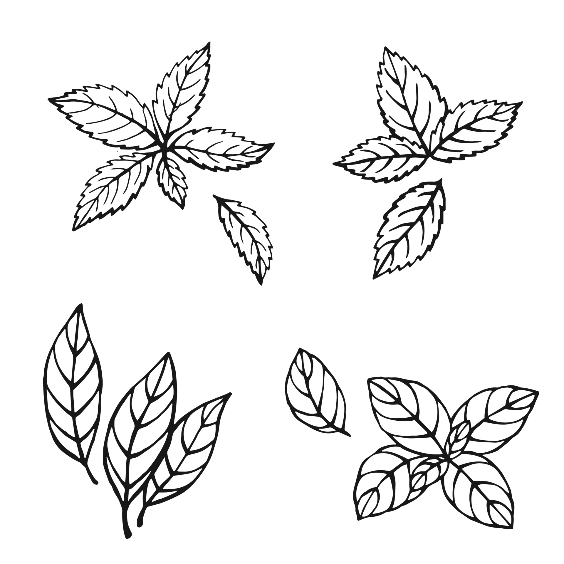 Hand drawn mint, bay leaves, green basil, red basil. Design elements