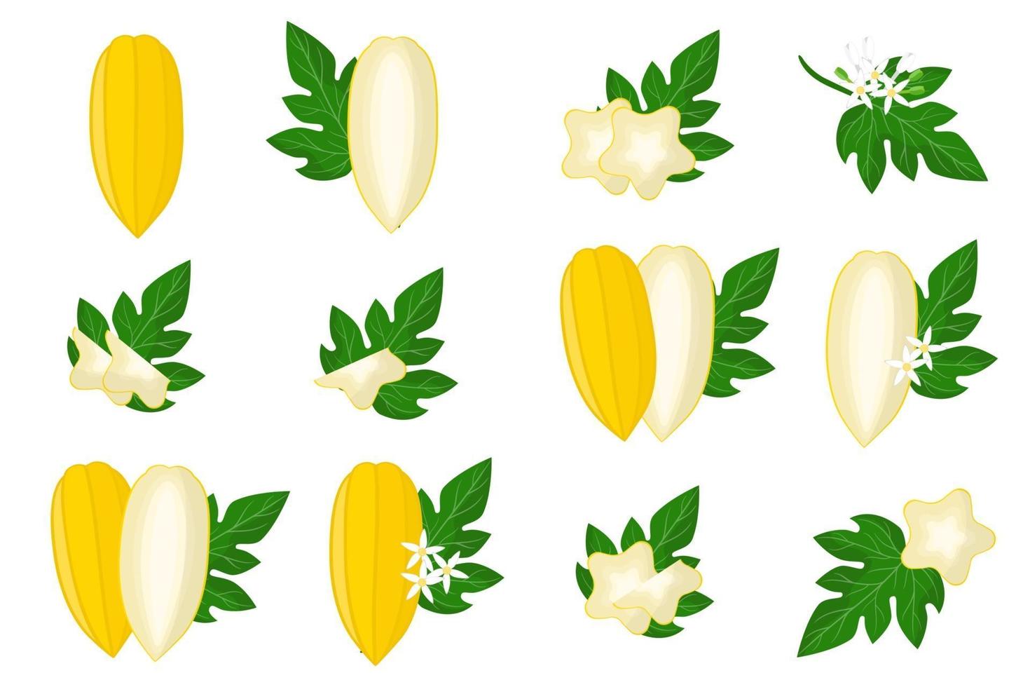 Set of illustrations with Babaco exotic fruits, flowers and leaves isolated on a white background. vector