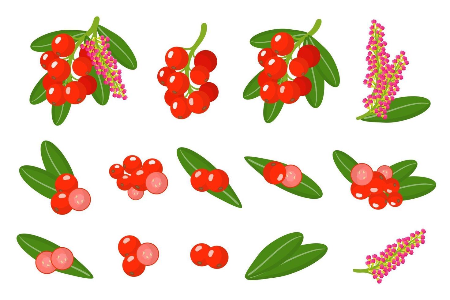 Set of illustrations with Buffaloberry exotic fruits, flowers and leaves isolated on a white background. vector