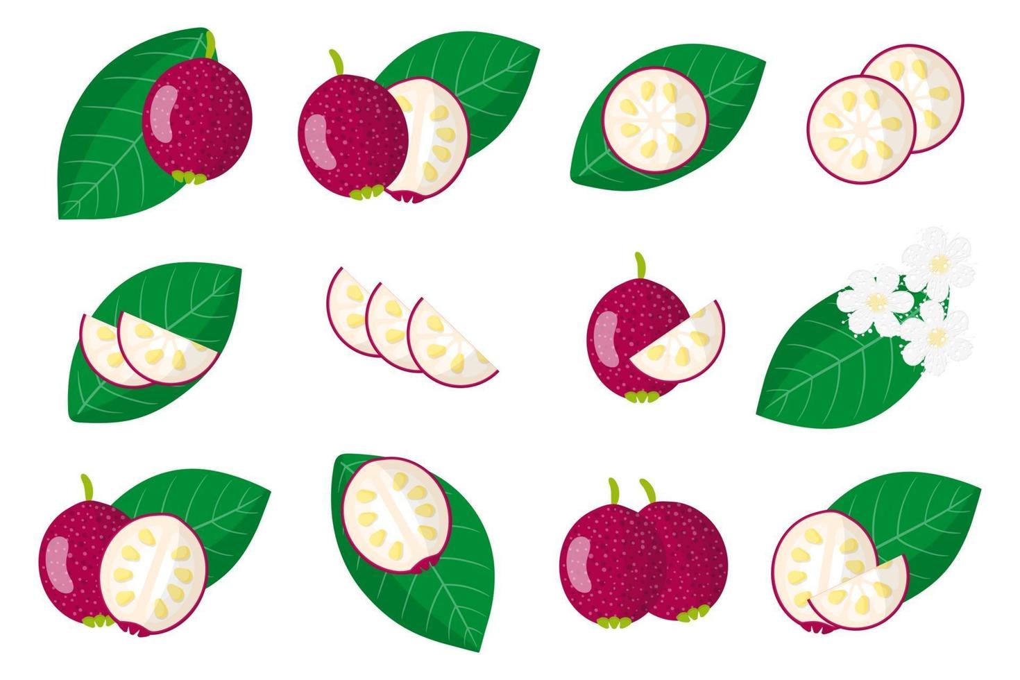 Set of illustrations with Cattley guava exotic fruits, flowers and leaves isolated on a white background. vector