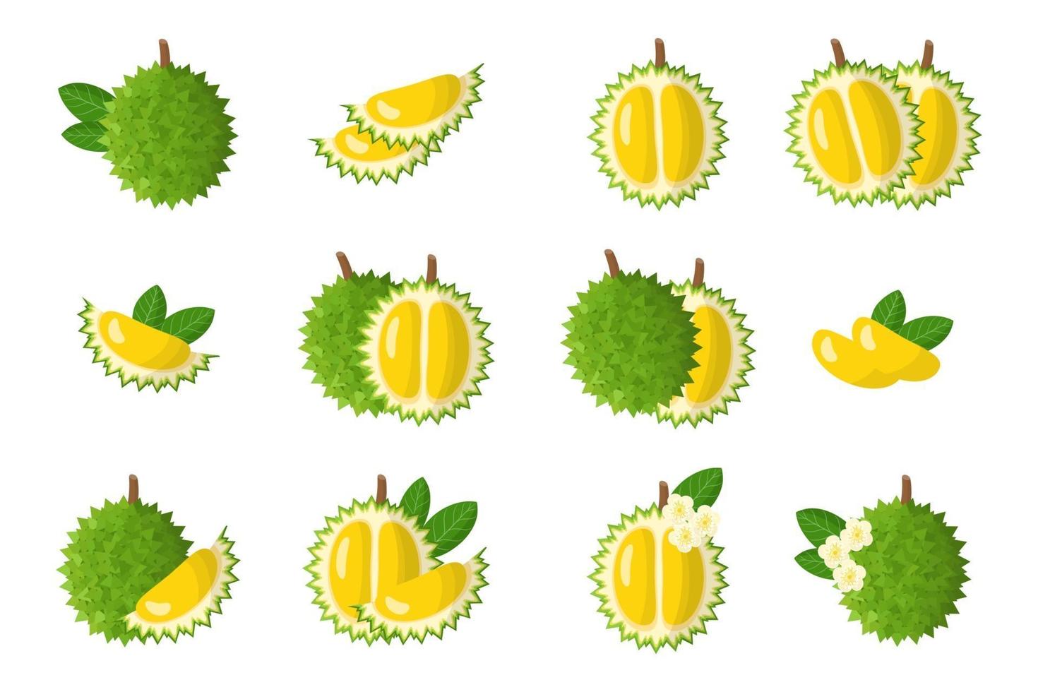 Set of illustrations with Durian exotic fruits, flowers and leaves isolated on a white background. vector