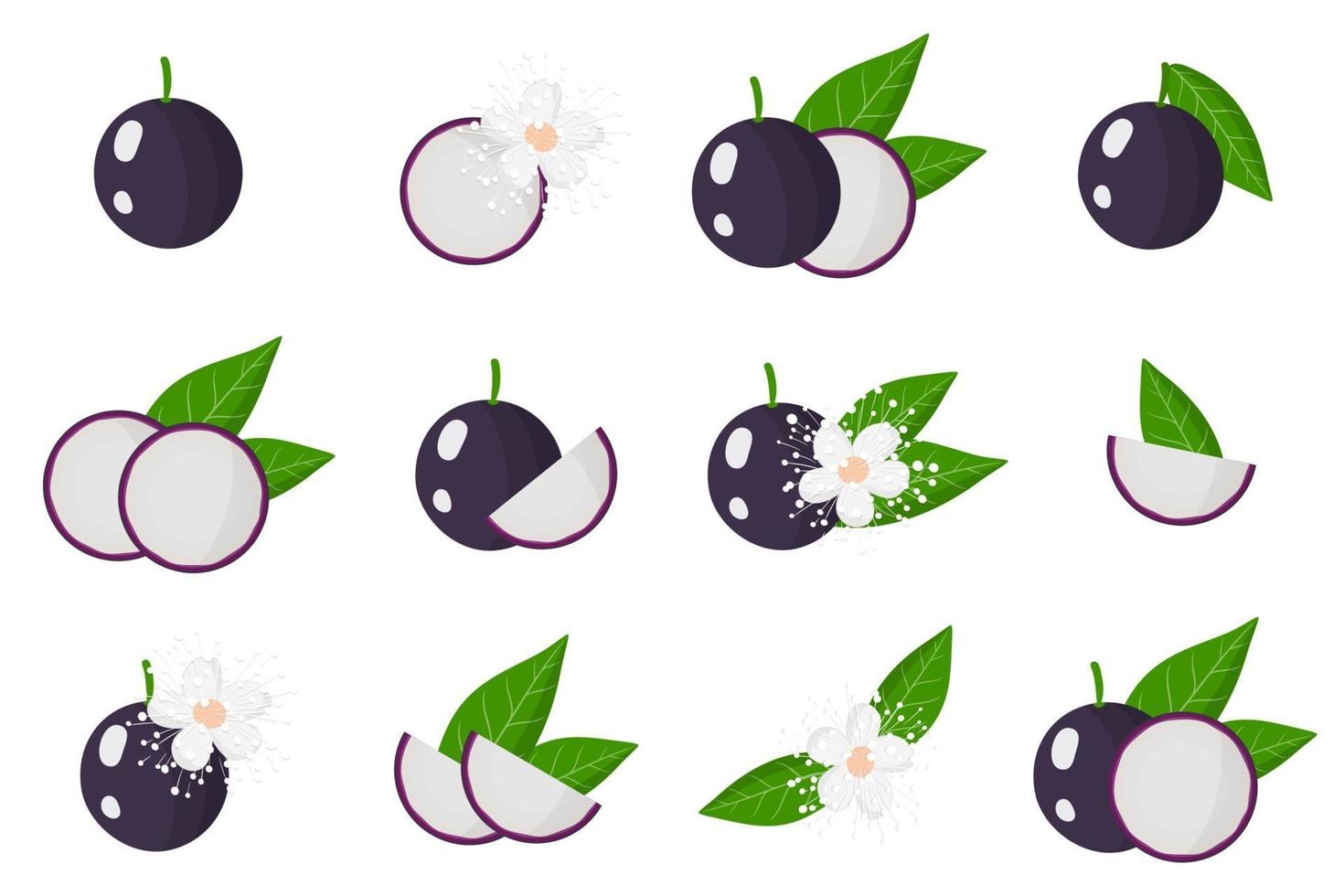 Set of illustrations with Jabuticaba exotic fruits, flowers and leaves isolated on a white background. vector