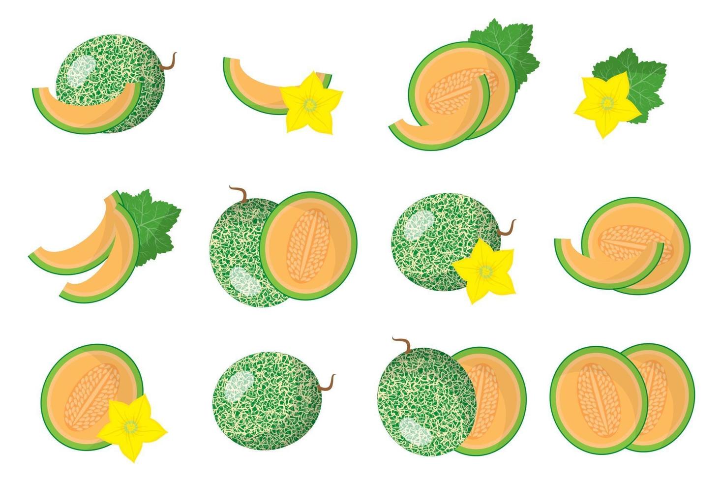 Set of illustrations with Cucumis melo exotic fruits, flowers and leaves isolated on a white background. vector