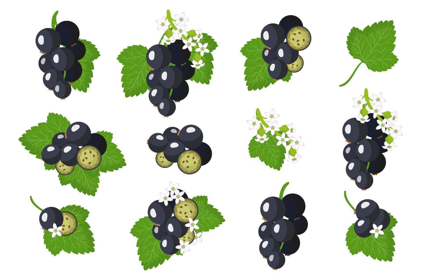 conjunto de ilustraciones con frutas exóticas de grosella negra, flores y hojas aisladas sobre fondo blanco. vector