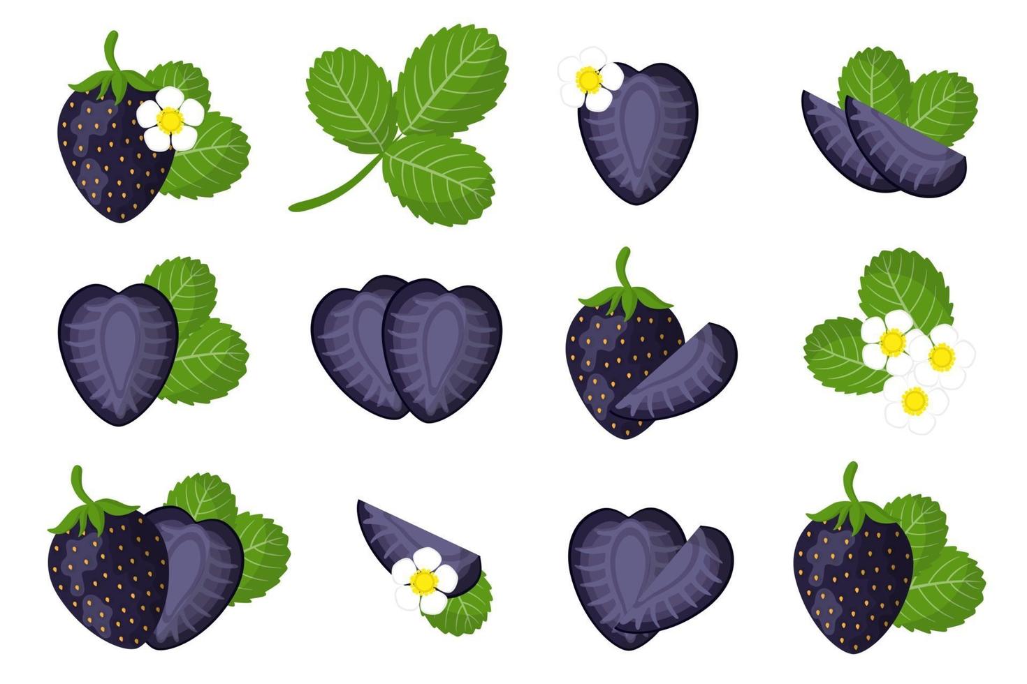 conjunto de ilustraciones con frutas exóticas de fresa negra, flores y hojas aisladas sobre fondo blanco. vector