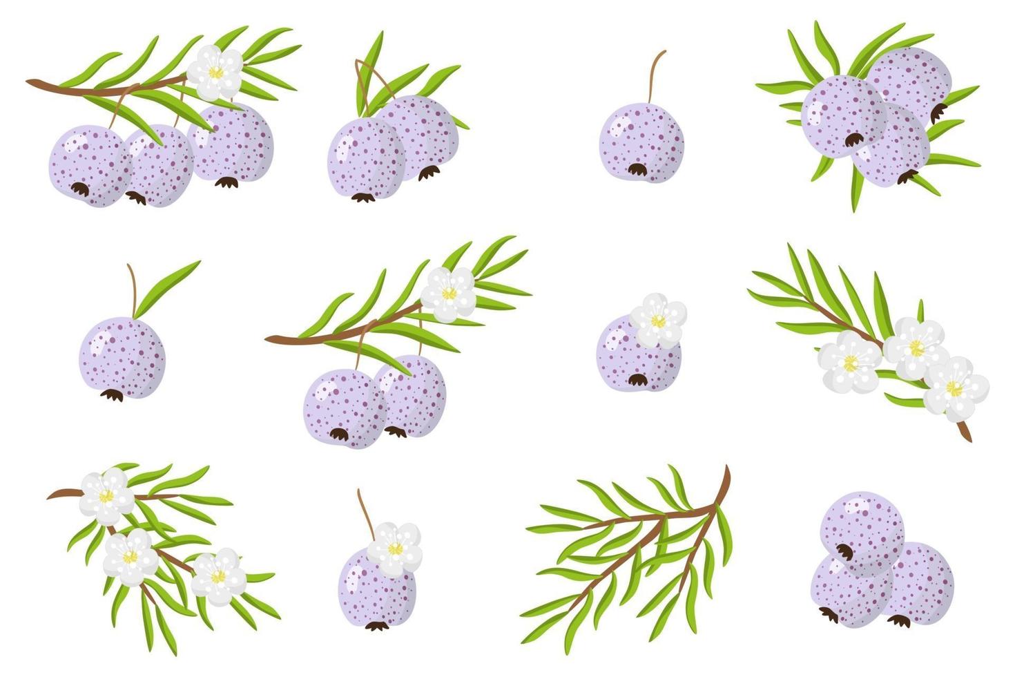 Set of illustrations with Austromyrtus exotic fruits, flowers and leaves isolated on a white background. vector