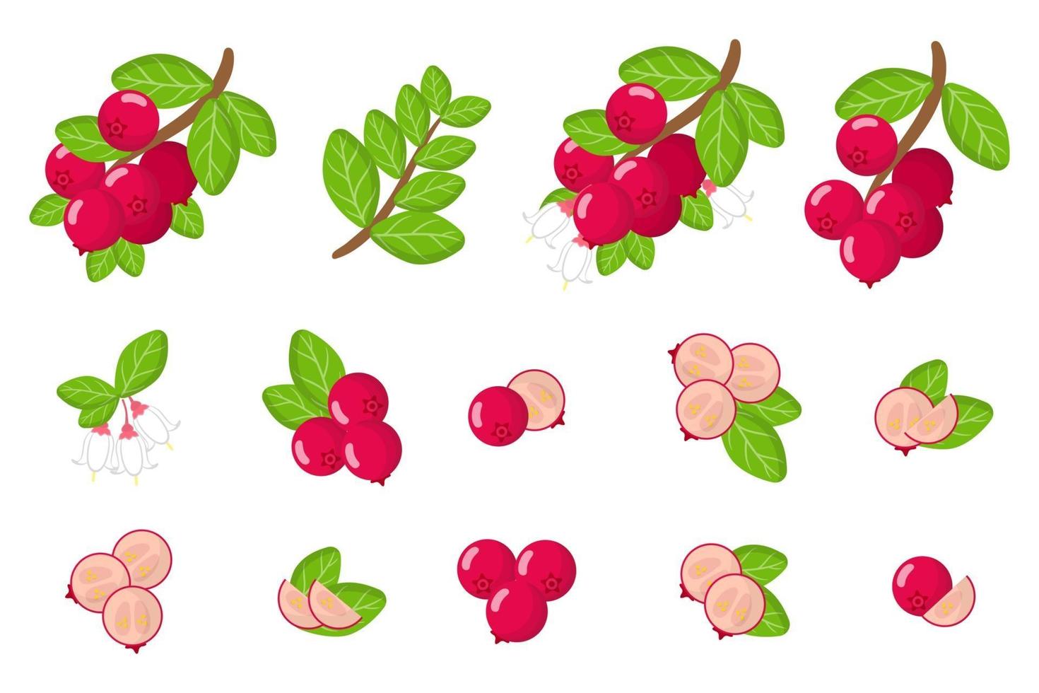 Set of illustrations with Lingonberry exotic fruits, flowers and leaves isolated on a white background. vector