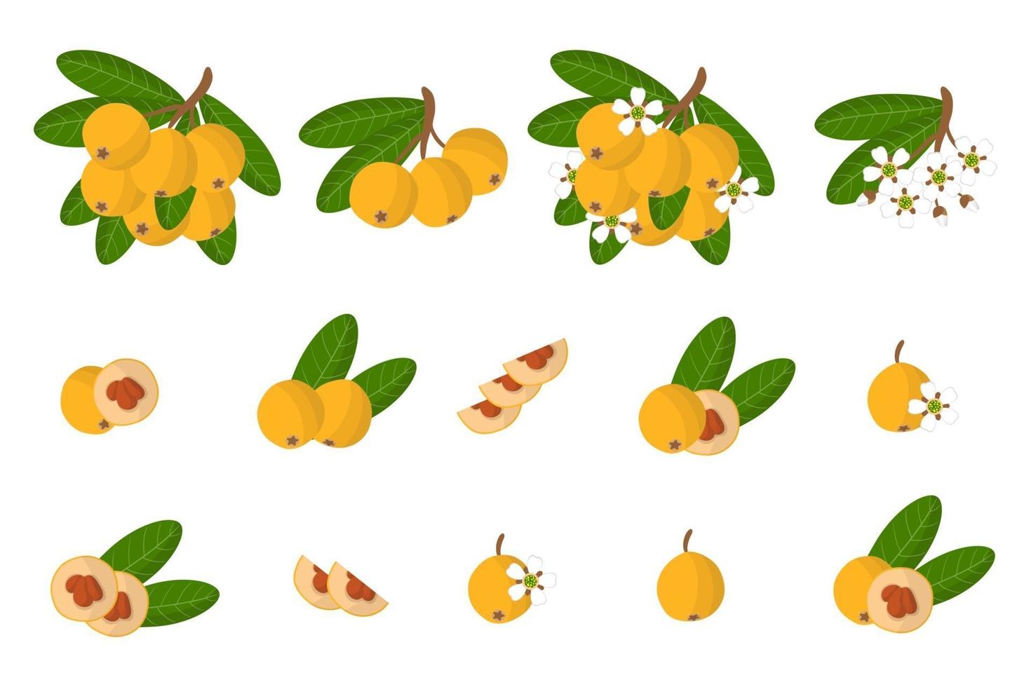 Set of illustrations with Loquat exotic fruits, flowers and leaves isolated on a white background. vector