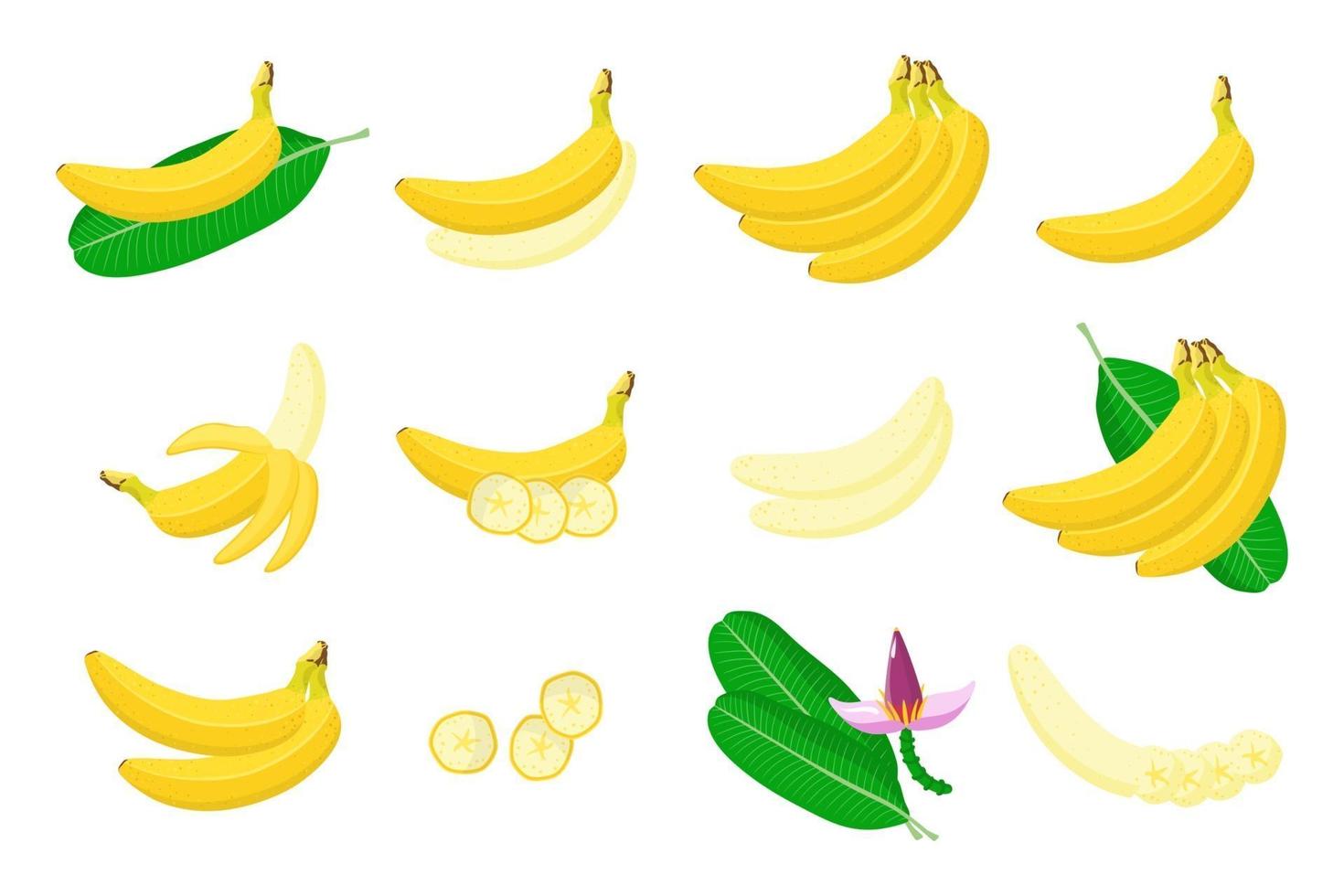 conjunto de ilustraciones con frutas exóticas de plátano, flores y hojas aisladas sobre fondo blanco. vector