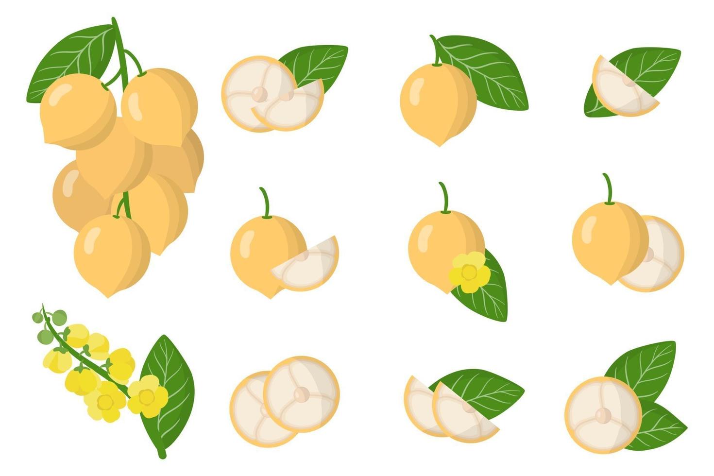 conjunto de ilustraciones con frutas exóticas baccaurea, flores y hojas aisladas sobre fondo blanco. vector