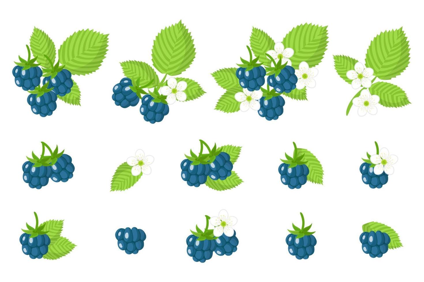 Set of illustrations with European dewberry exotic fruits, flowers and leaves isolated on a white background. vector