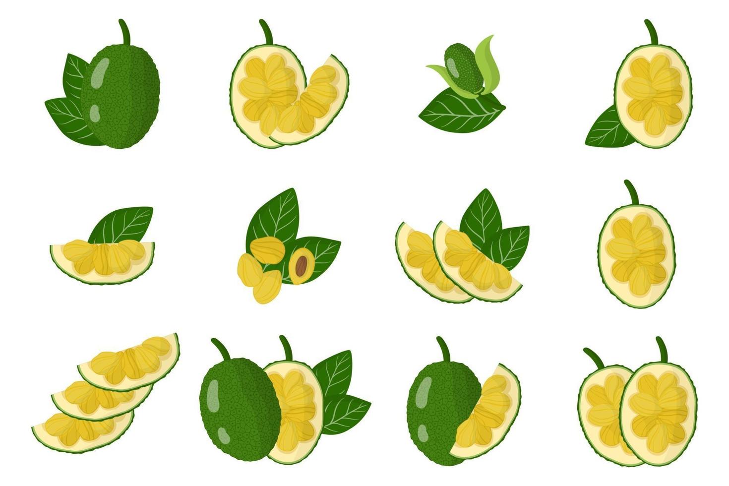 Set of illustrations with Jackfruit exotic fruits, flowers and leaves isolated on a white background. vector