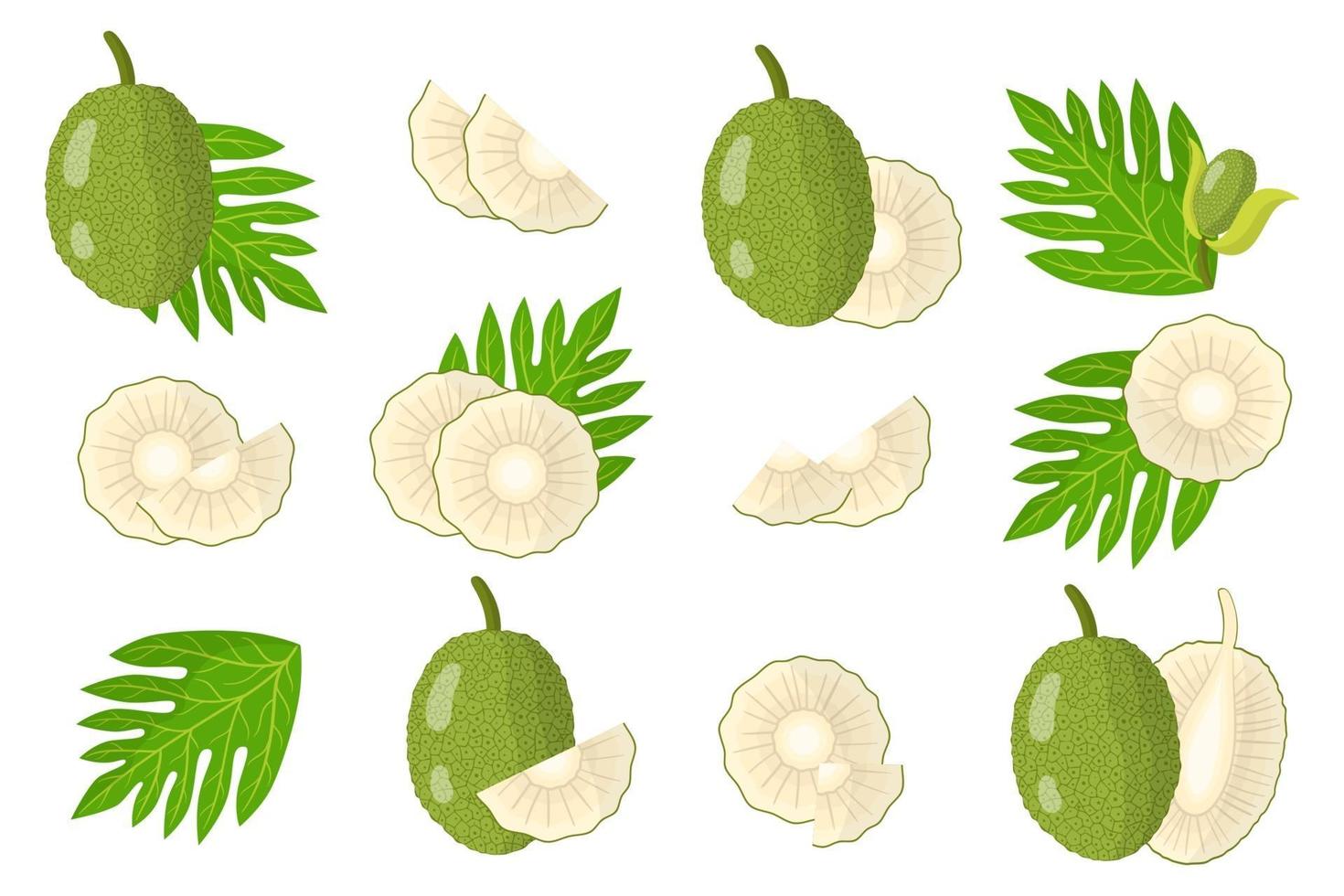 conjunto de ilustraciones con frutas exóticas de pan, flores y hojas aisladas sobre fondo blanco. vector