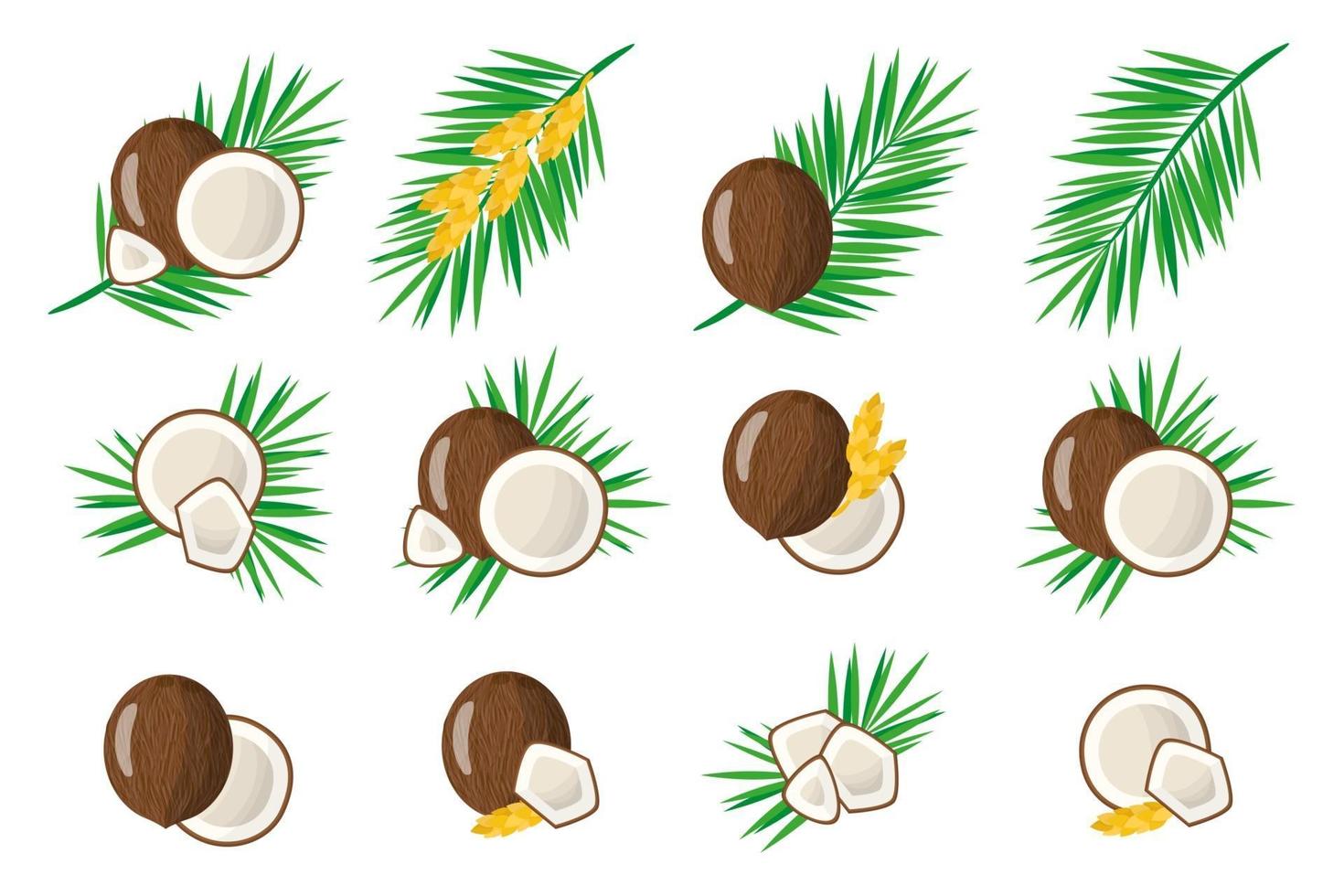 Set of illustrations with Coconut exotic fruits, flowers and leaves isolated on a white background. vector