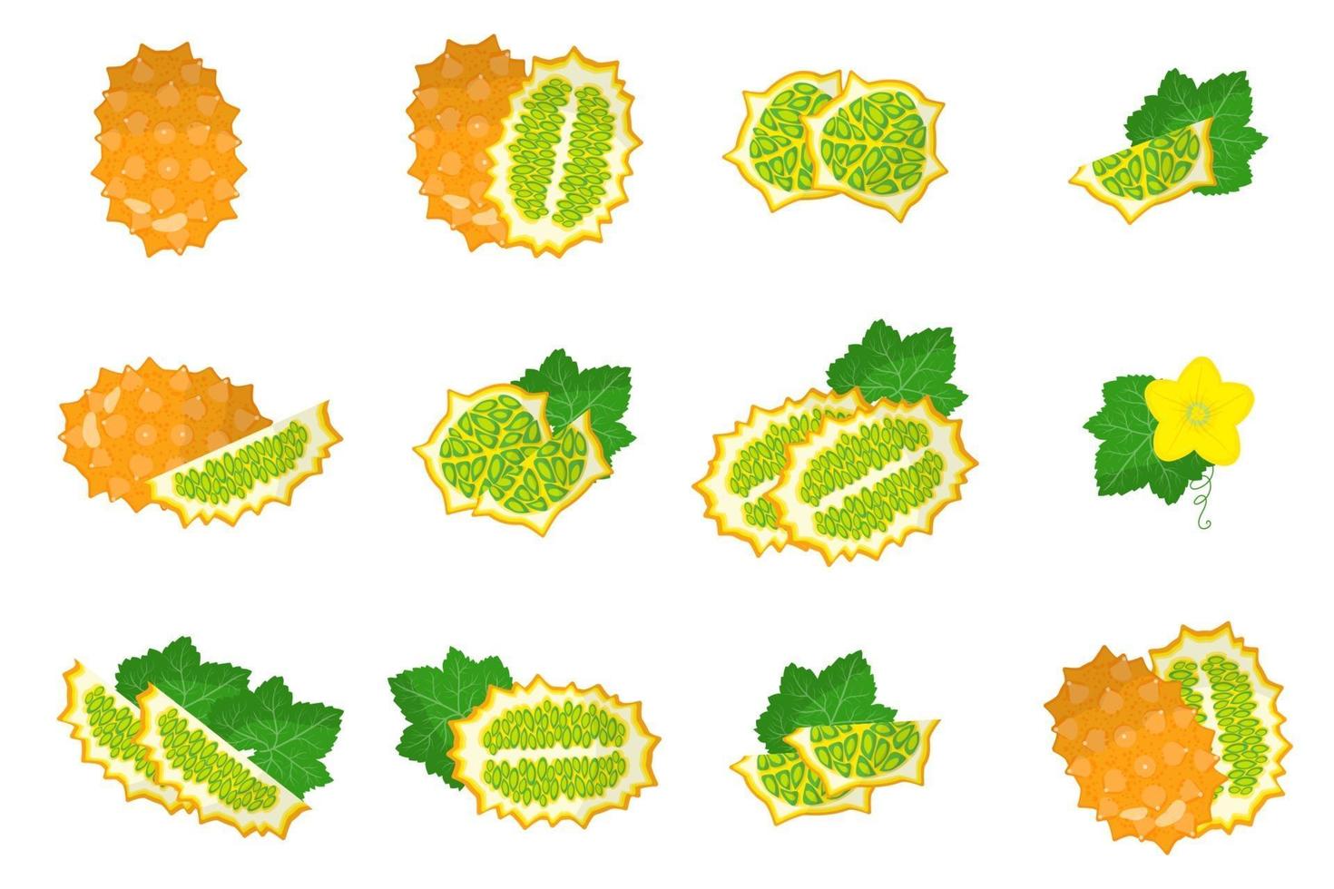 conjunto de ilustraciones con frutas exóticas kiwano, flores y hojas aisladas sobre fondo blanco. vector