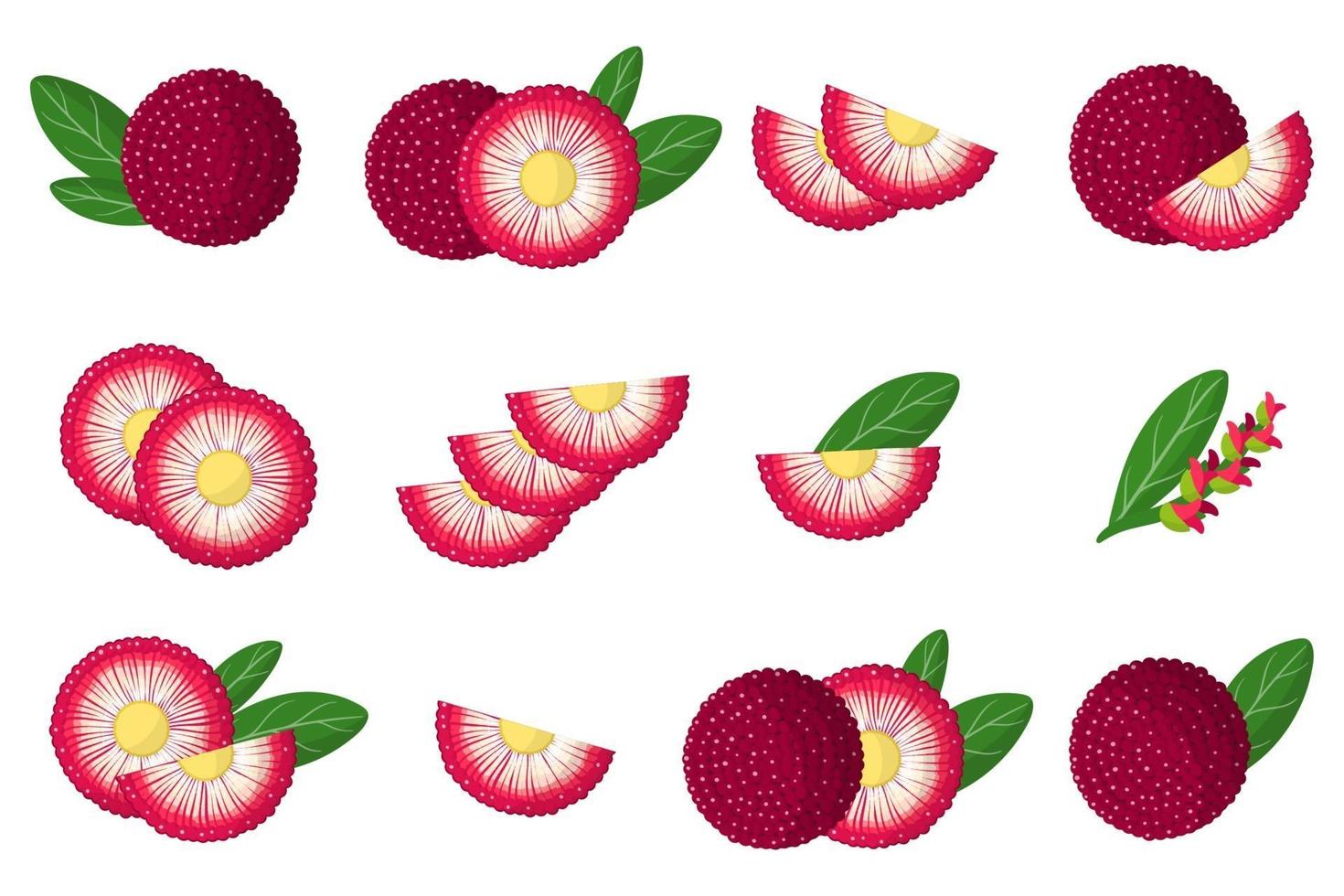 Set of illustrations with Bayberry exotic fruits, flowers and leaves isolated on a white background. vector