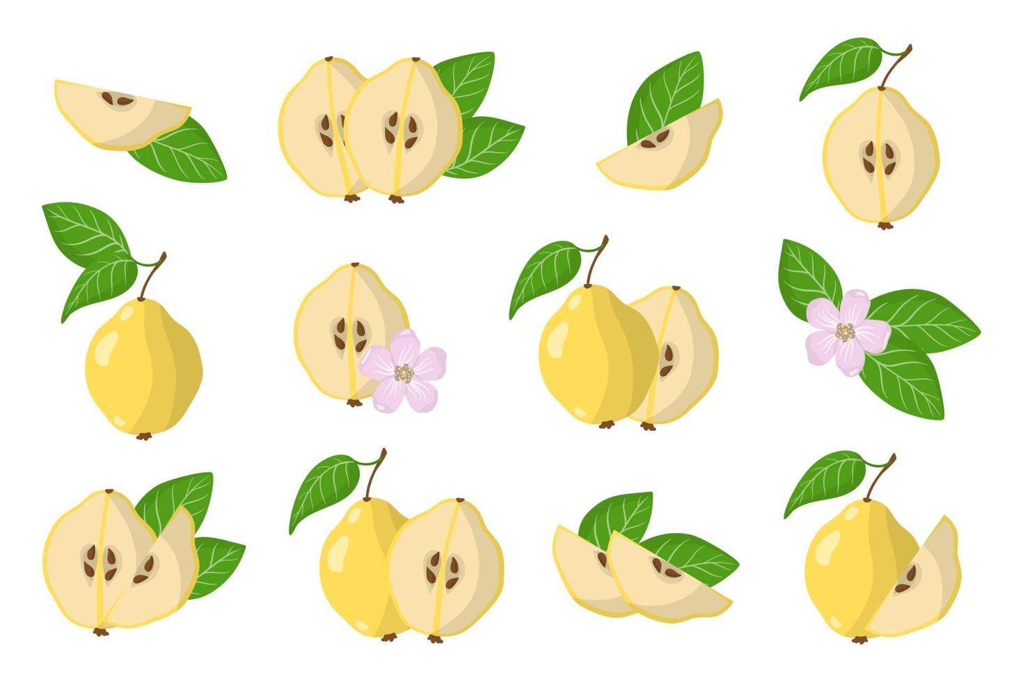 Set of illustrations with Quince exotic fruits, flowers and leaves isolated on a white background. vector