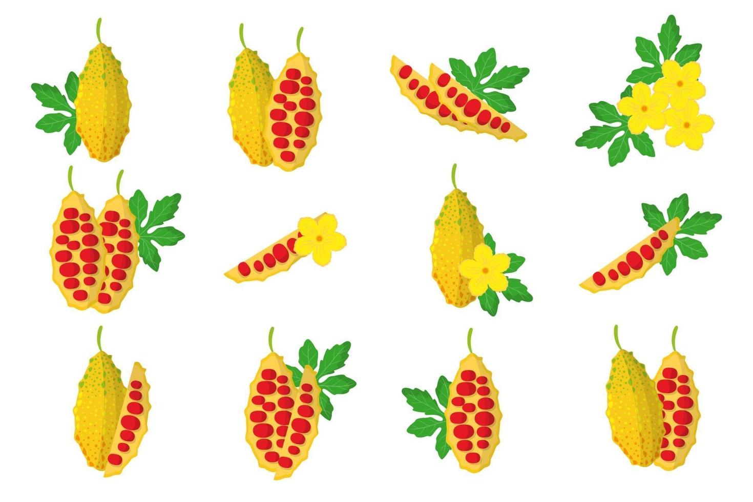 conjunto de ilustraciones con frutas exóticas momordica, flores y hojas aisladas sobre fondo blanco. vector