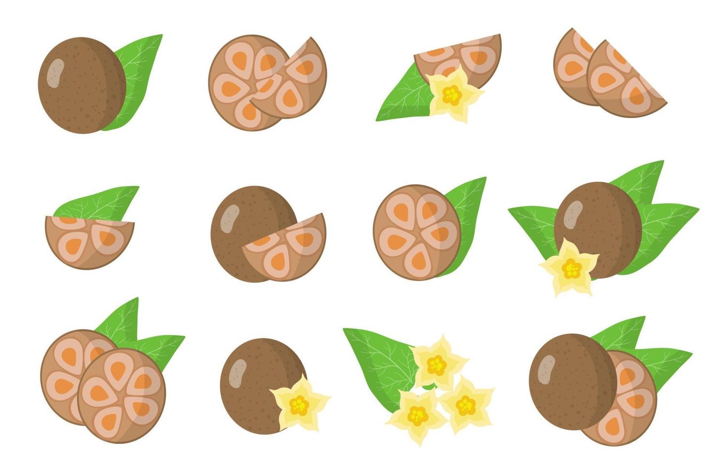 conjunto de ilustraciones con frutas exóticas de monje, flores y hojas aisladas sobre fondo blanco. vector