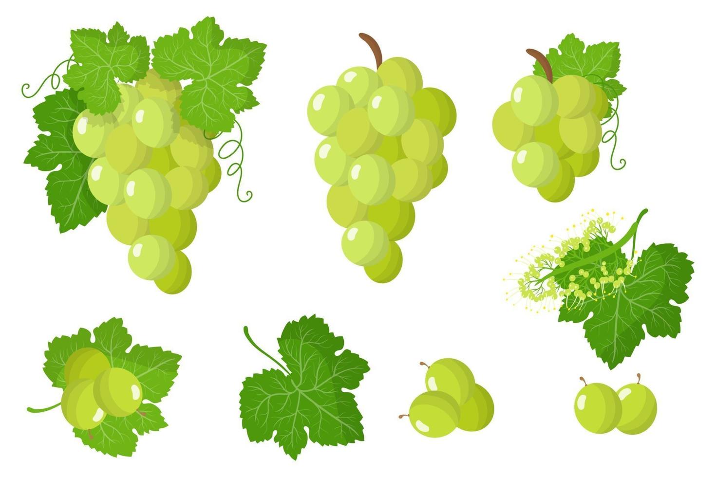 conjunto de ilustraciones con frutas exóticas de uva blanca, flores y hojas aisladas sobre fondo blanco. vector