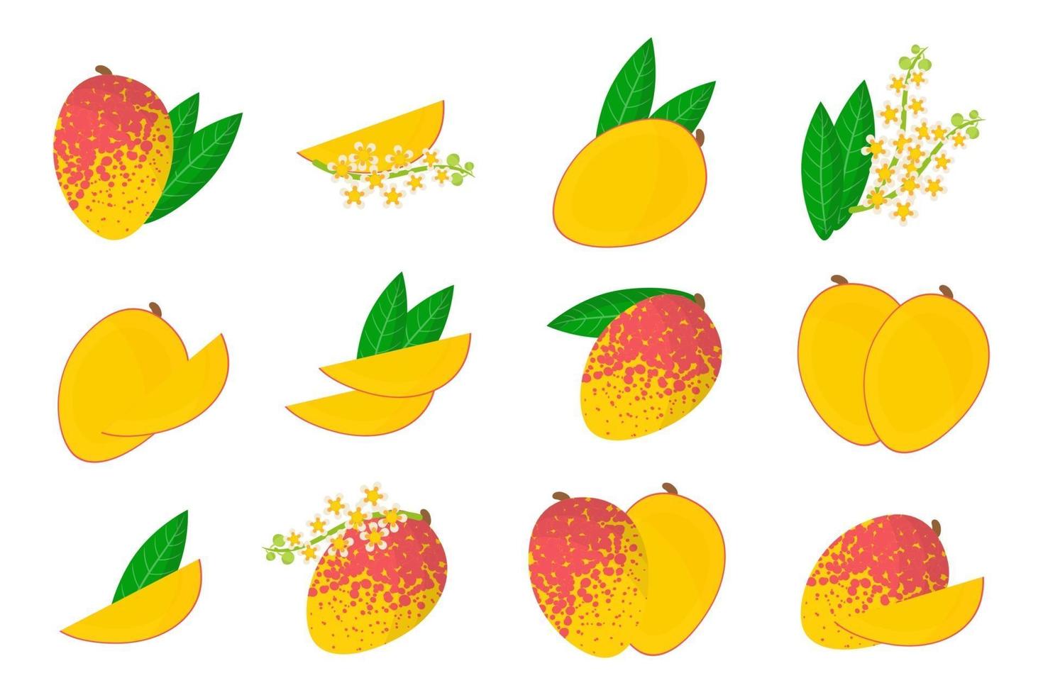 Set of illustrations with Mango exotic fruits, flowers and leaves isolated on a white background. vector