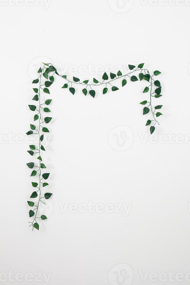 Branch of ivy photo
