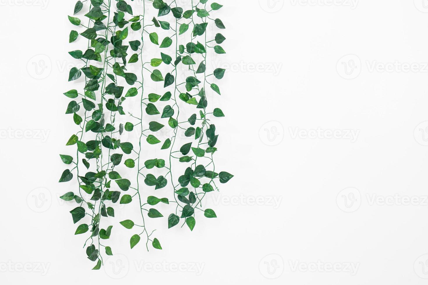 Branches of ivy photo