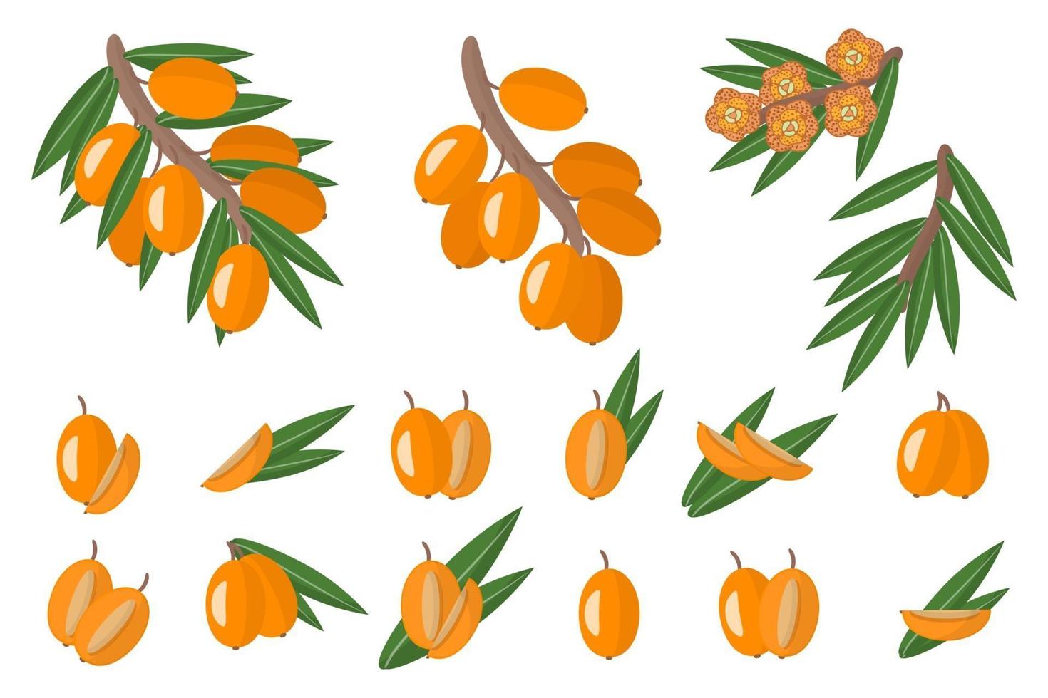 Set of illustrations with Sea buckthorn exotic fruits, flowers and leaves isolated on a white background. vector