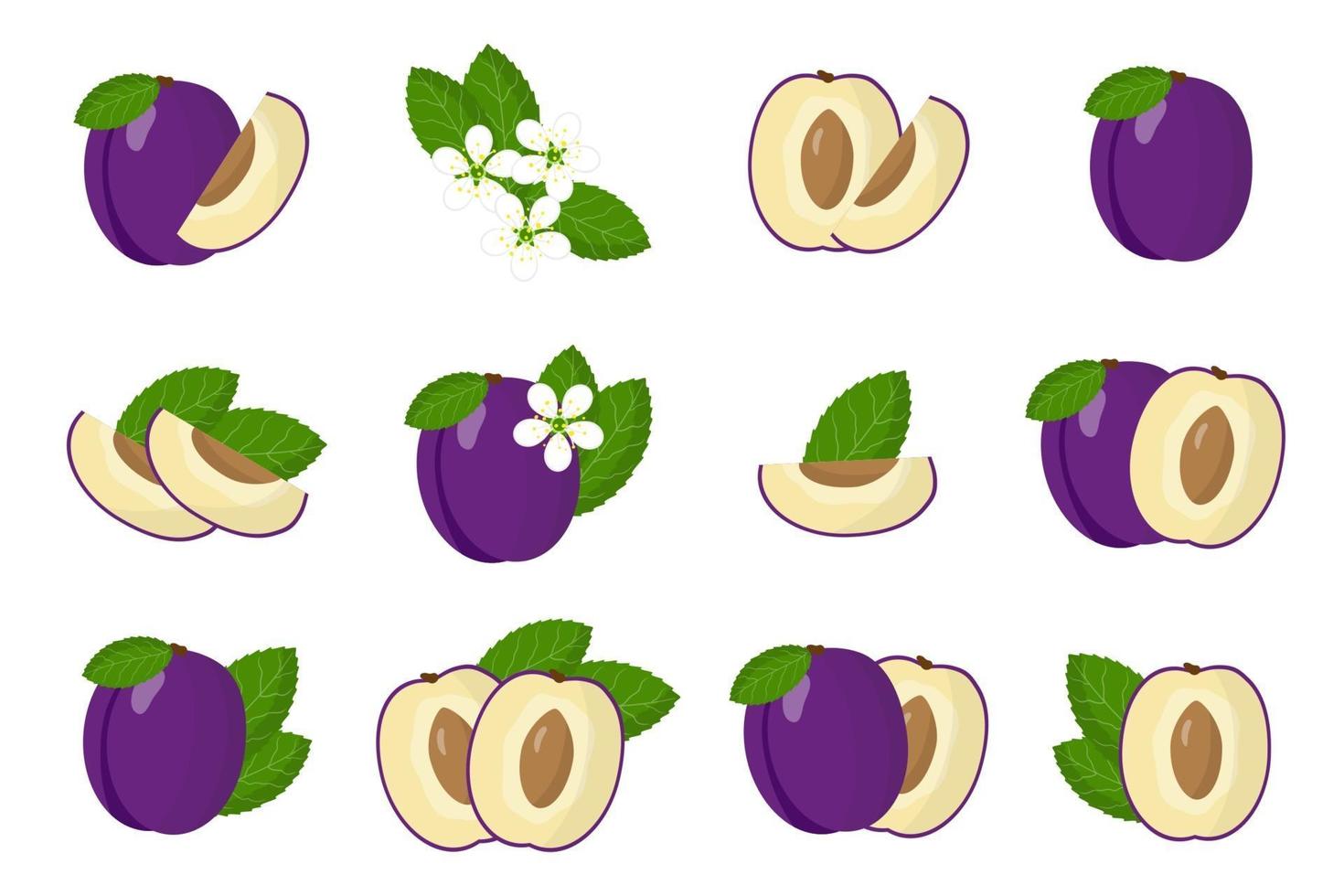 conjunto de ilustraciones con ciruela frutas exóticas, flores y hojas aisladas sobre fondo blanco. vector