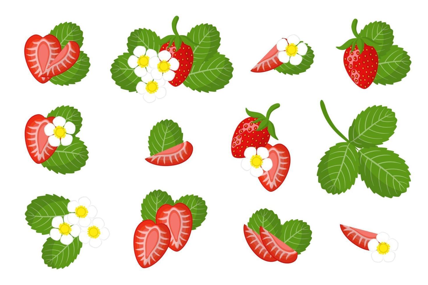 Set of illustrations with Wild strawberry exotic fruits, flowers and leaves isolated on a white background. vector
