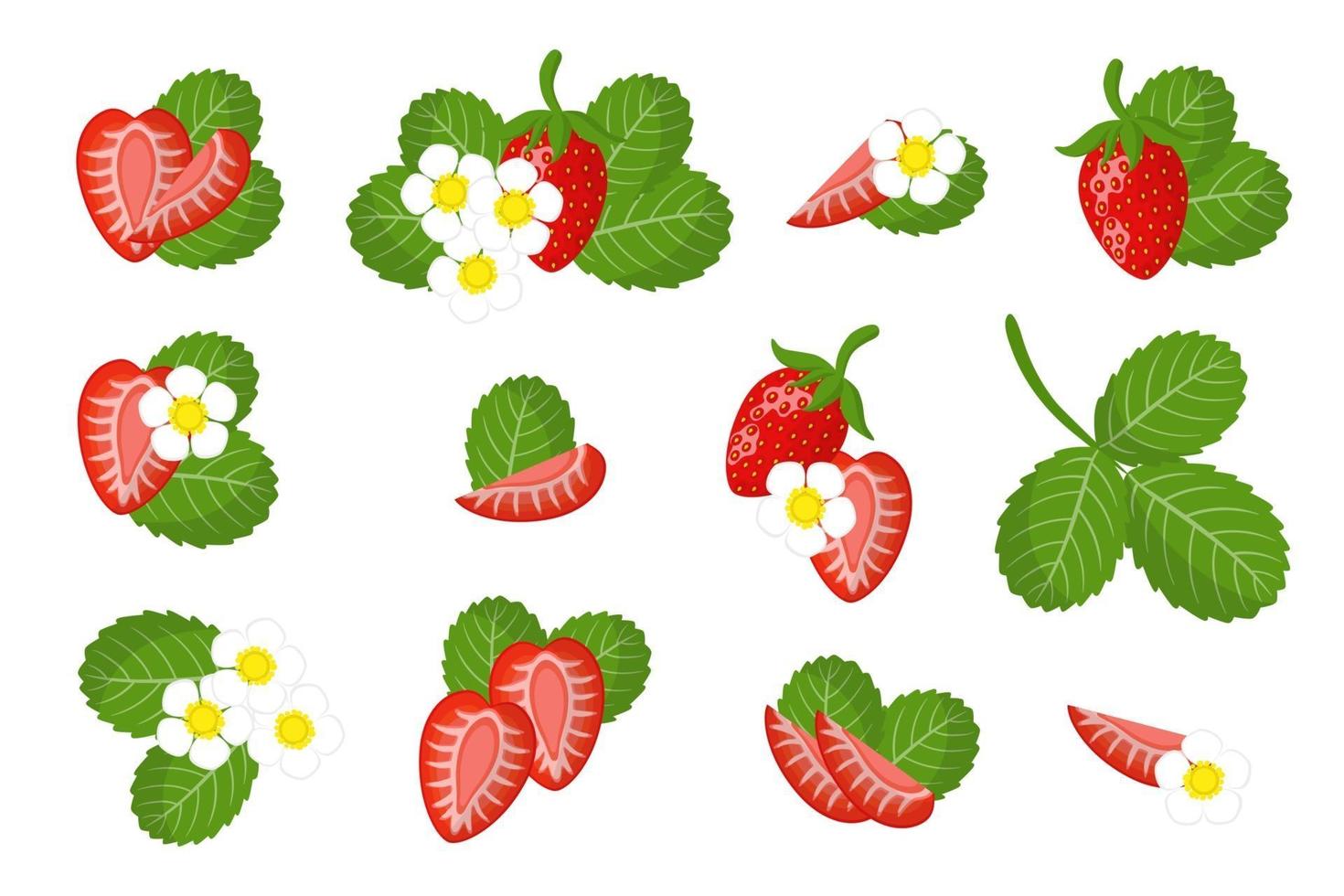 conjunto de ilustraciones con frutas exóticas de fresa silvestre, flores y hojas aisladas sobre fondo blanco. vector