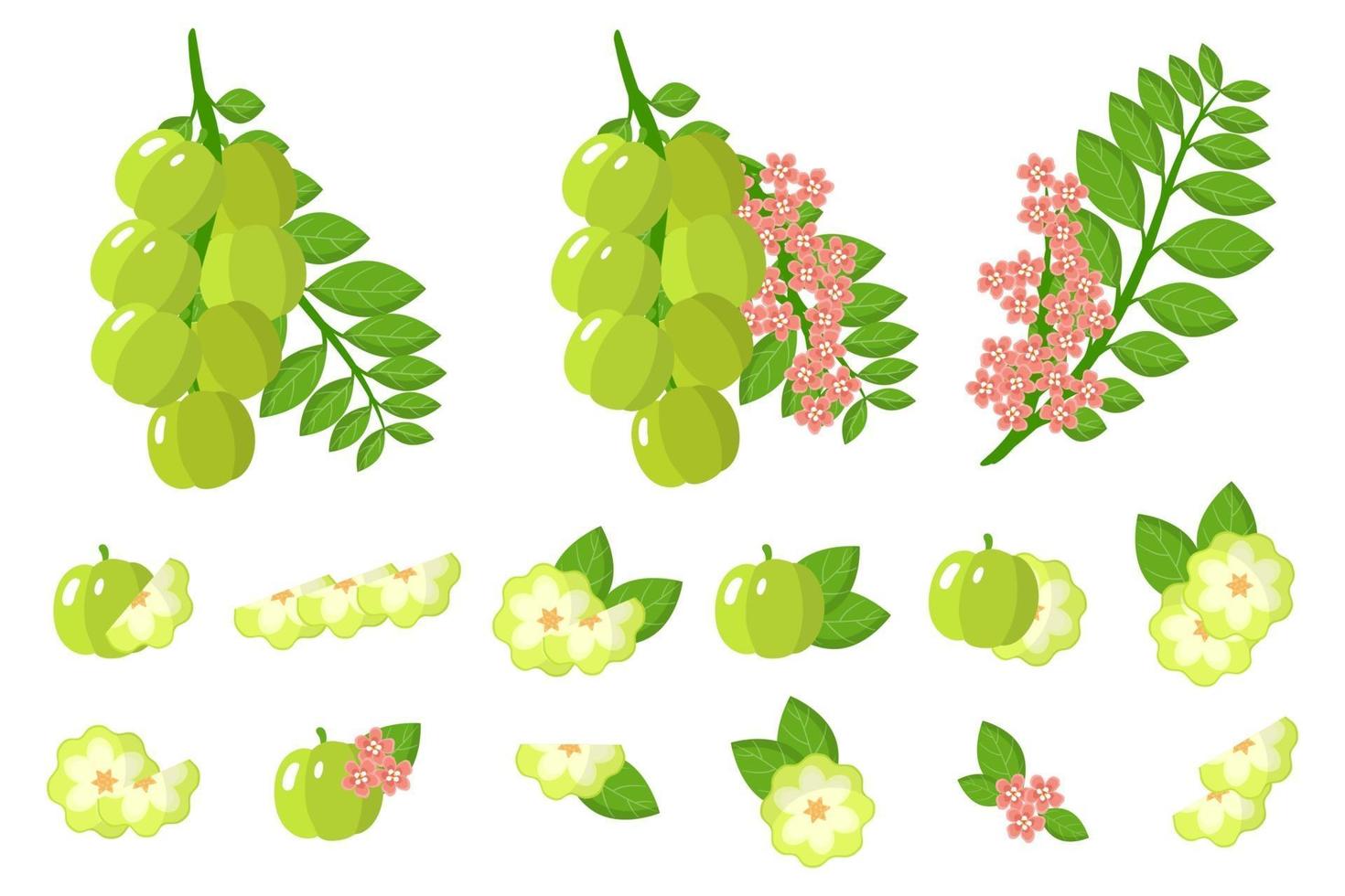 Set of illustrations with Star gooseberry exotic fruits, flowers and leaves isolated on a white background. vector