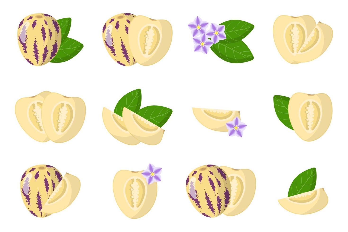 Set of illustrations with Pepino exotic fruits, flowers and leaves isolated on a white background. vector