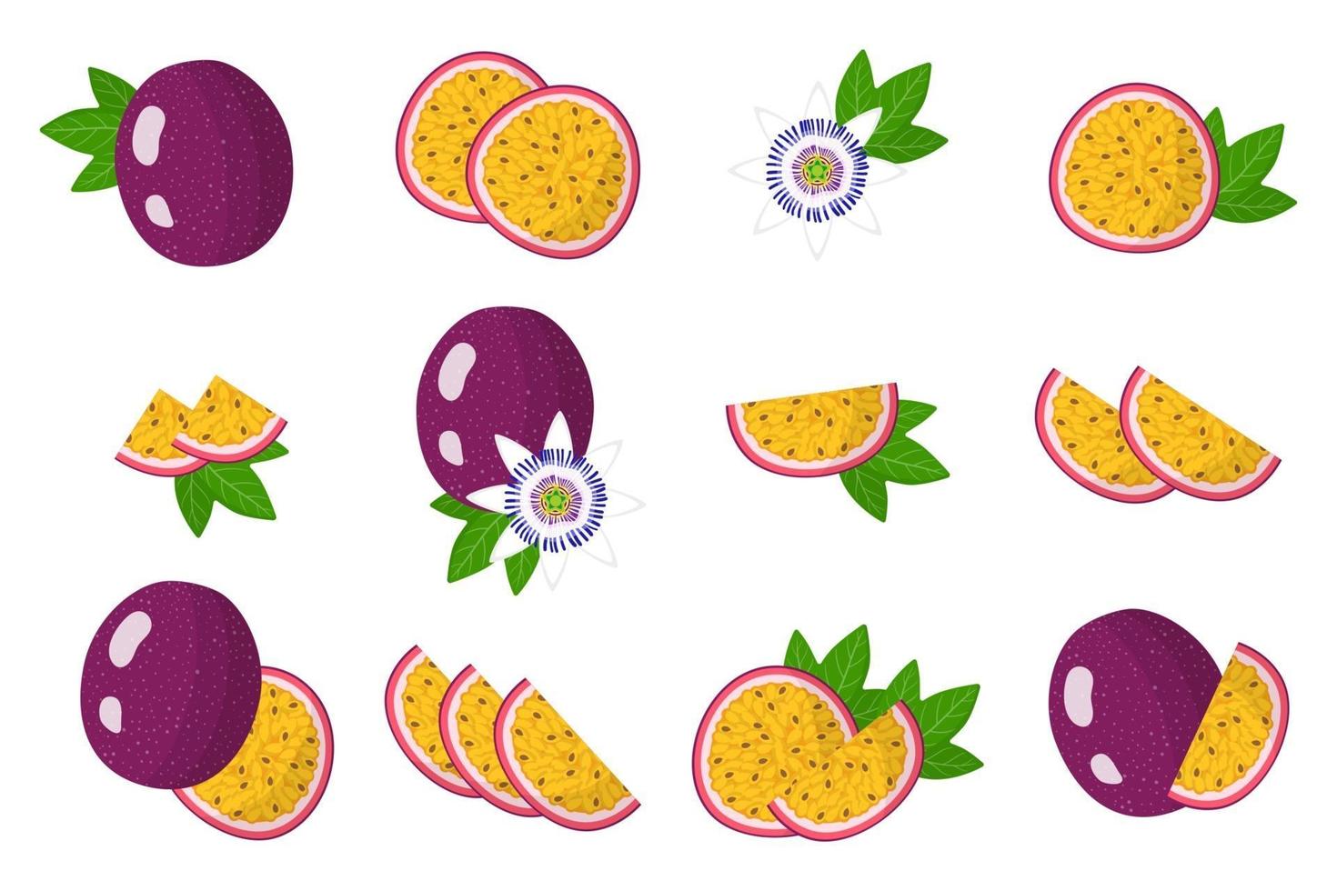 Set of illustrations with Passionfruit exotic fruits, flowers and leaves isolated on a white background. vector
