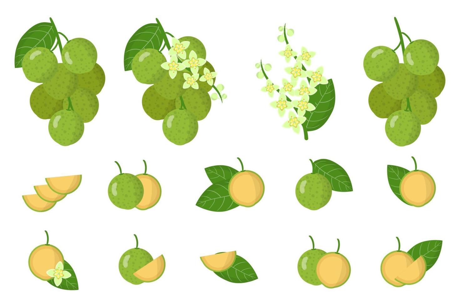 conjunto de ilustraciones con frutas exóticas mamoncillo, flores y hojas aisladas sobre fondo blanco. vector