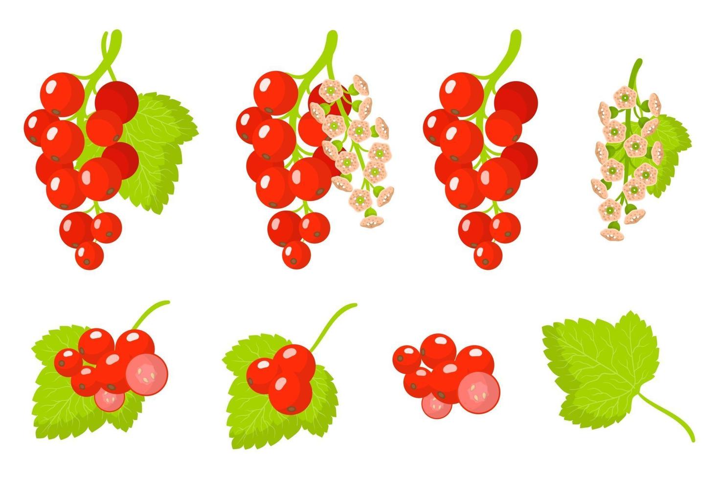 Set of illustrations with Redcurrant exotic fruits, flowers and leaves isolated on a white background. vector