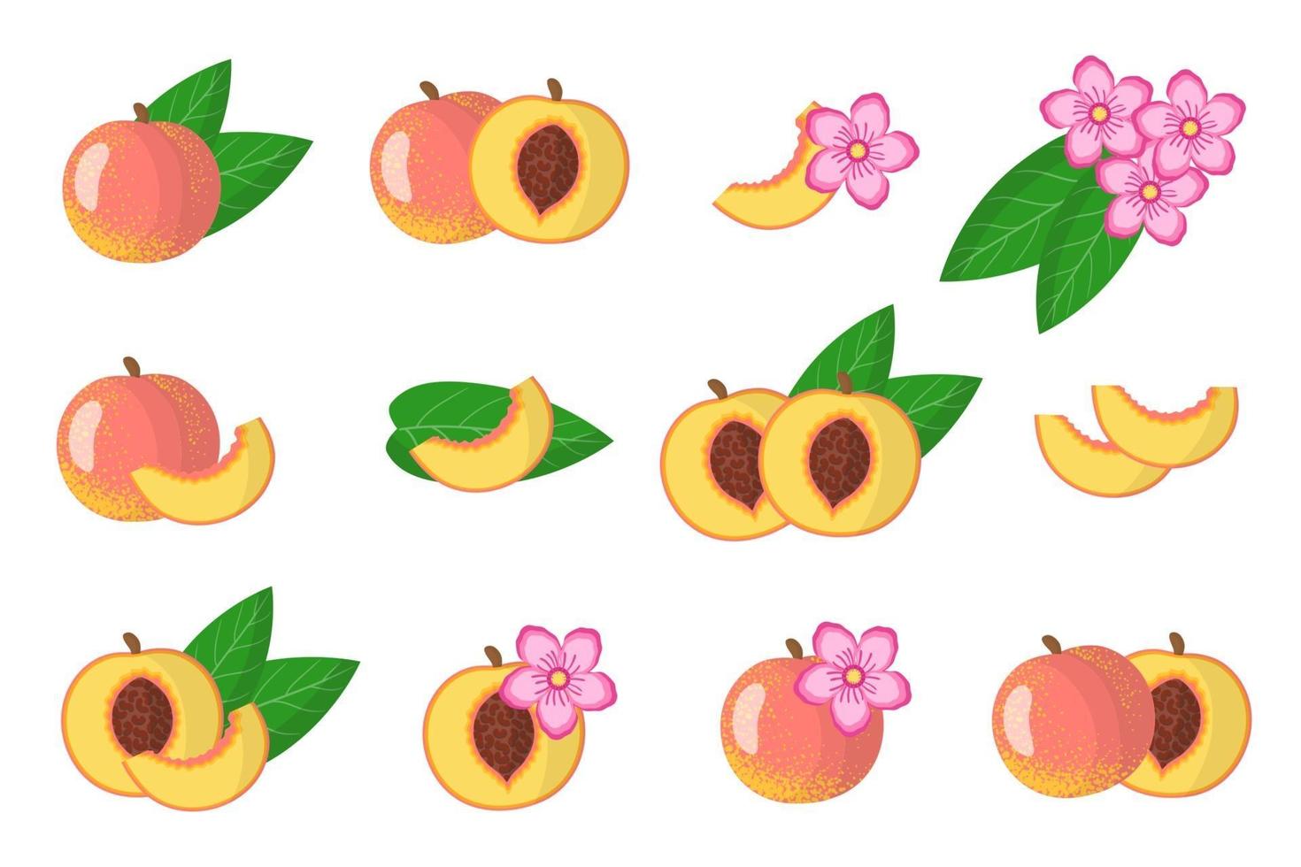 Set of illustrations with Peach exotic fruits, flowers and leaves isolated on a white background. vector