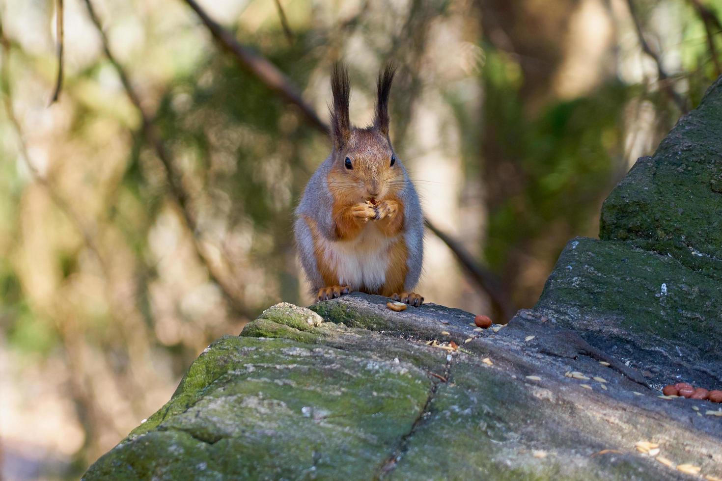 Squirrel eating a nut photo