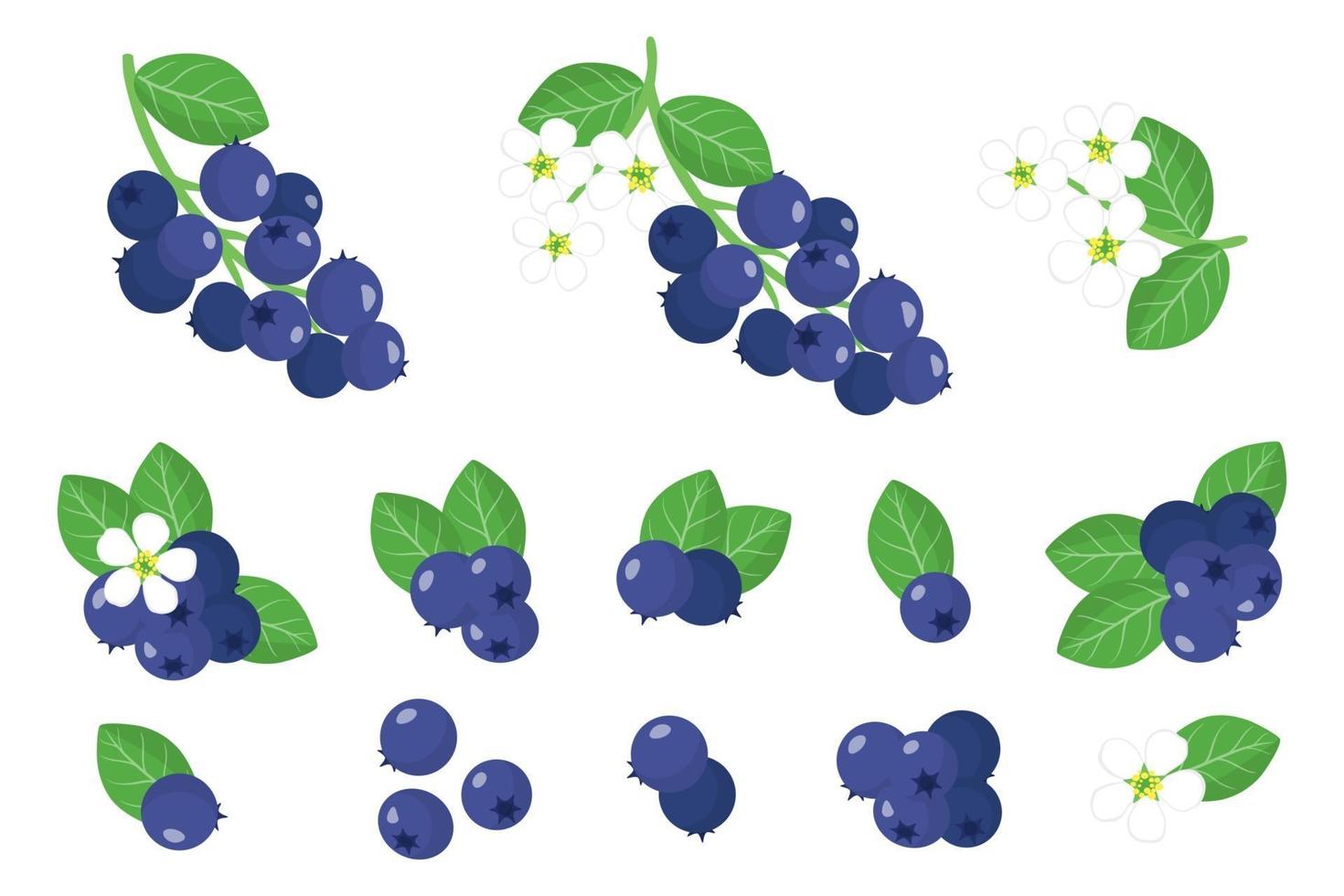 Set of illustrations with Shadberry exotic fruits, flowers and leaves isolated on a white background. vector